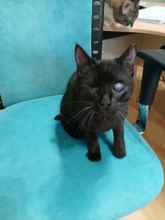 Черна пантерка търси дом