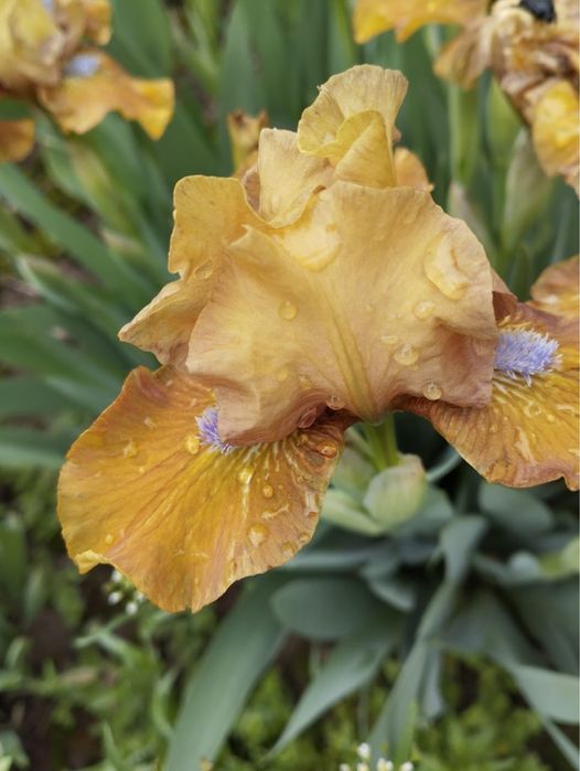 Карликовые ирисы