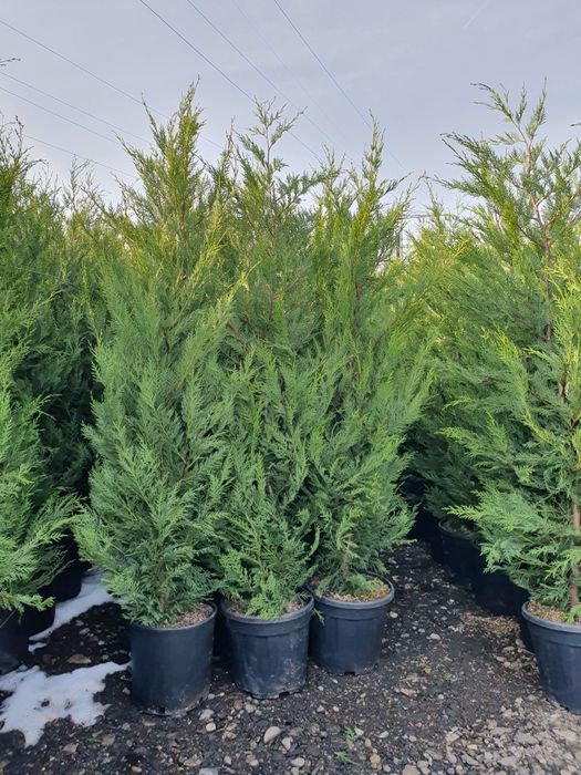 Tuia leylandii inaltime 1.80m 2m 2.50m 3m 4m
