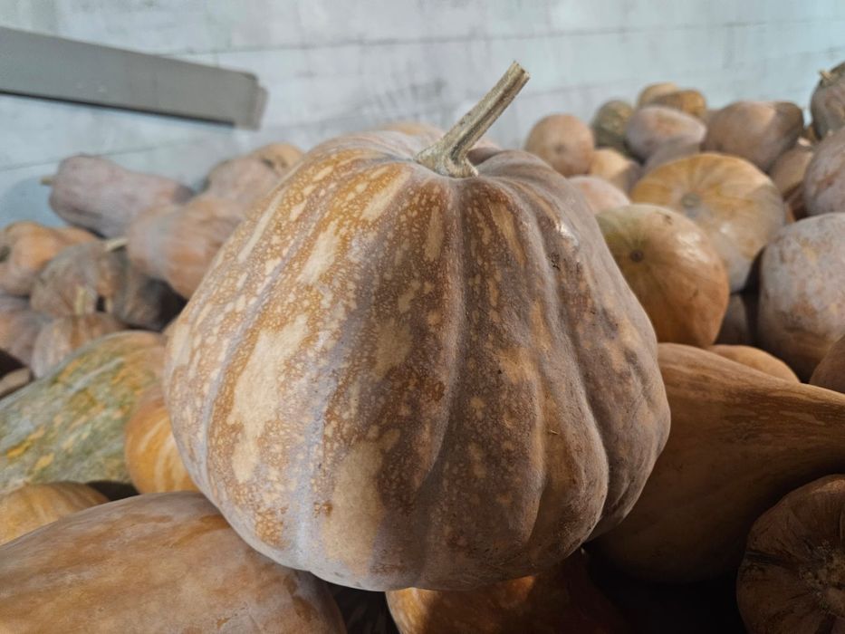 Тыква мантная вкусная