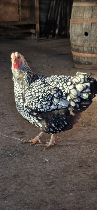 Familie wyandotte vand sau schimb!