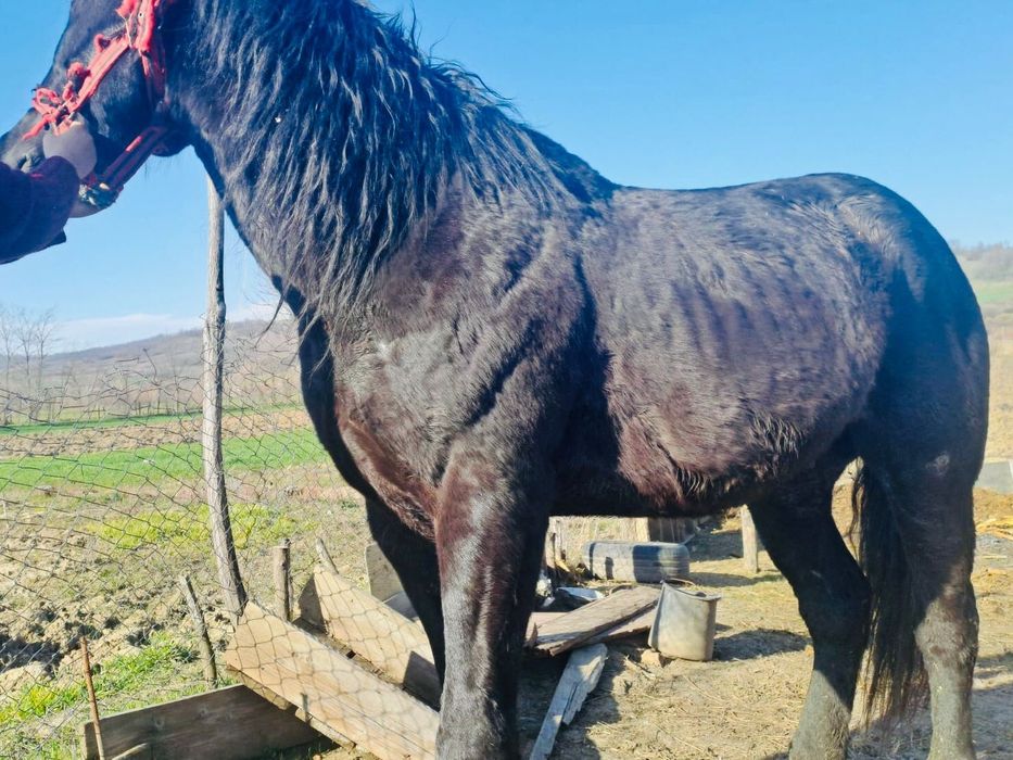 Cal negru semigreu,blând în vârstă de 4 ani jumate.