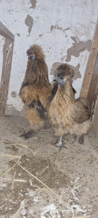 Xitayiski sholk bir par doĝib durubdi