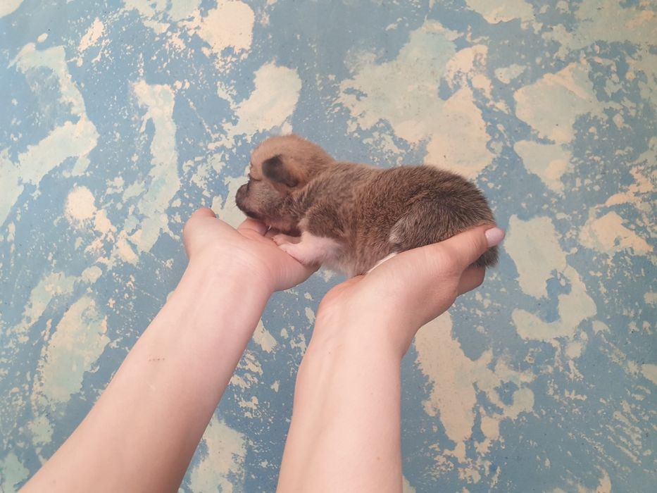 Щенки Вельш Корги Пемброк