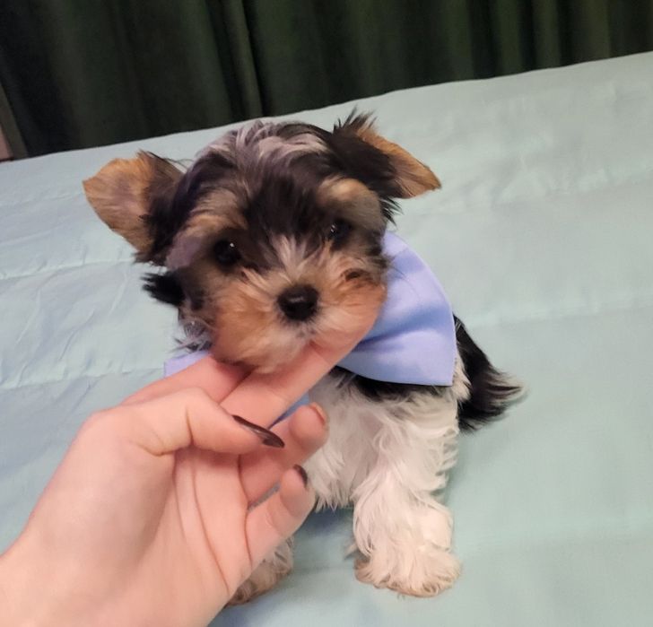 Йорки бебе йоркширски териер момче