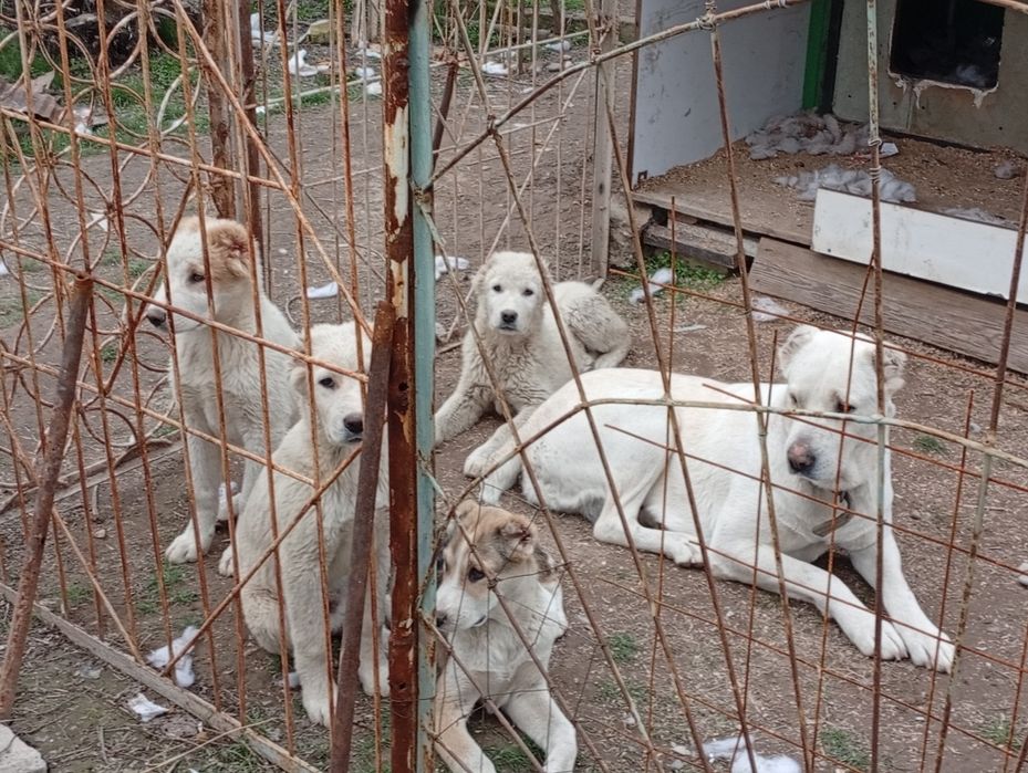 Продам щенков САО (Алабая)