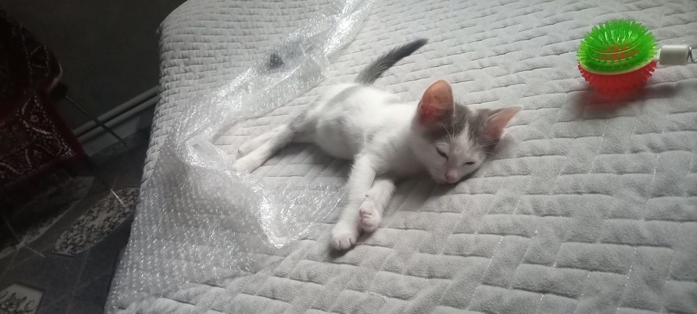Отдам котенка бесплатно