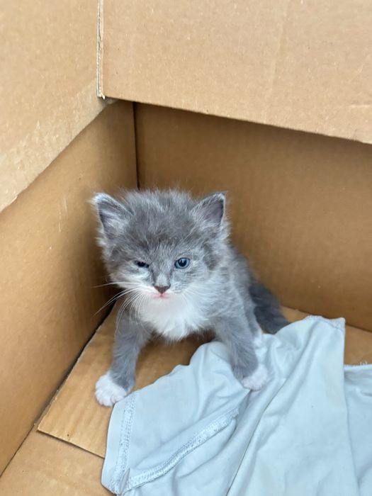Очень милых Котят отдам в добрые руки
