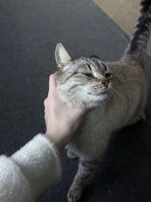 Отдадим котика в добрые руки