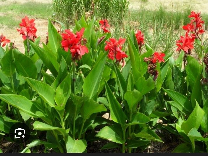 Продам цветы каны