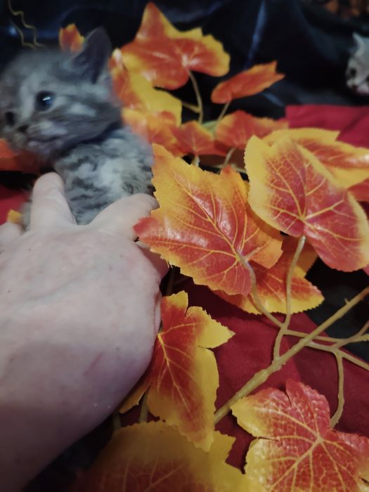 Британские малыши