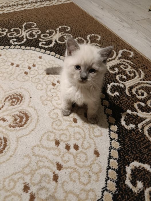 Котята девочка британская кратко шортсная