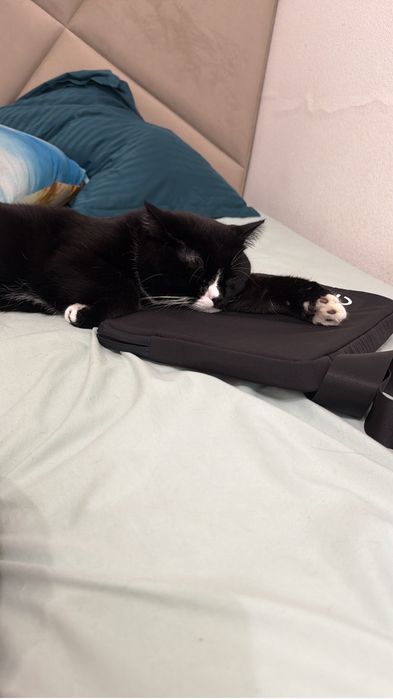 Отдам кота в добрые руки