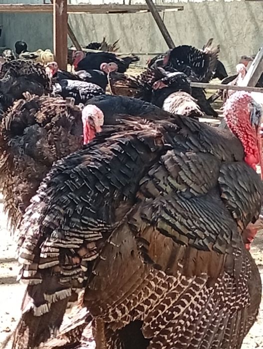 Induk xoʼrozlari sotiladi.Soni cheklangan