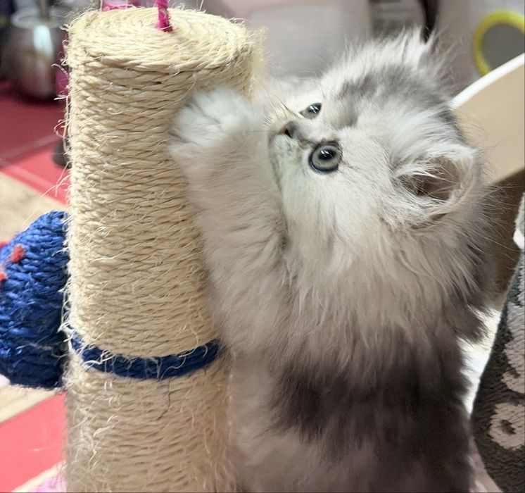 Британка! Шиншила серебро!