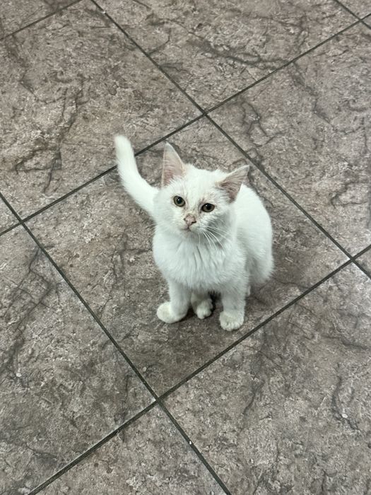 Отдам котенка мальчик бесплатно