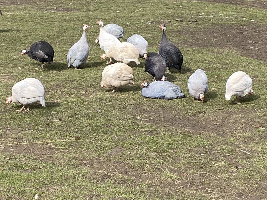 Oua Australorp alb