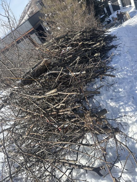 Яблоня на дрова бесплатно