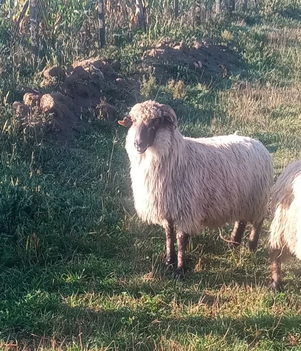 Oi gestante de vânzare