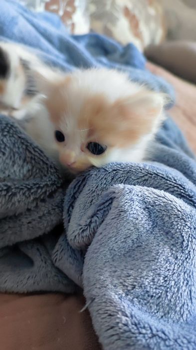 Котенок мальчик,отдам даром