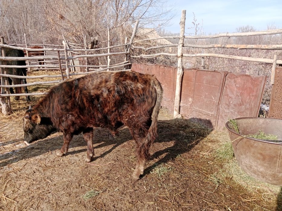 Продаю быка в откорме