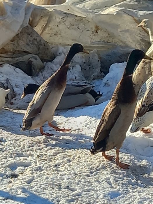 Oua pentru incubat de la rate indiene alergatoare