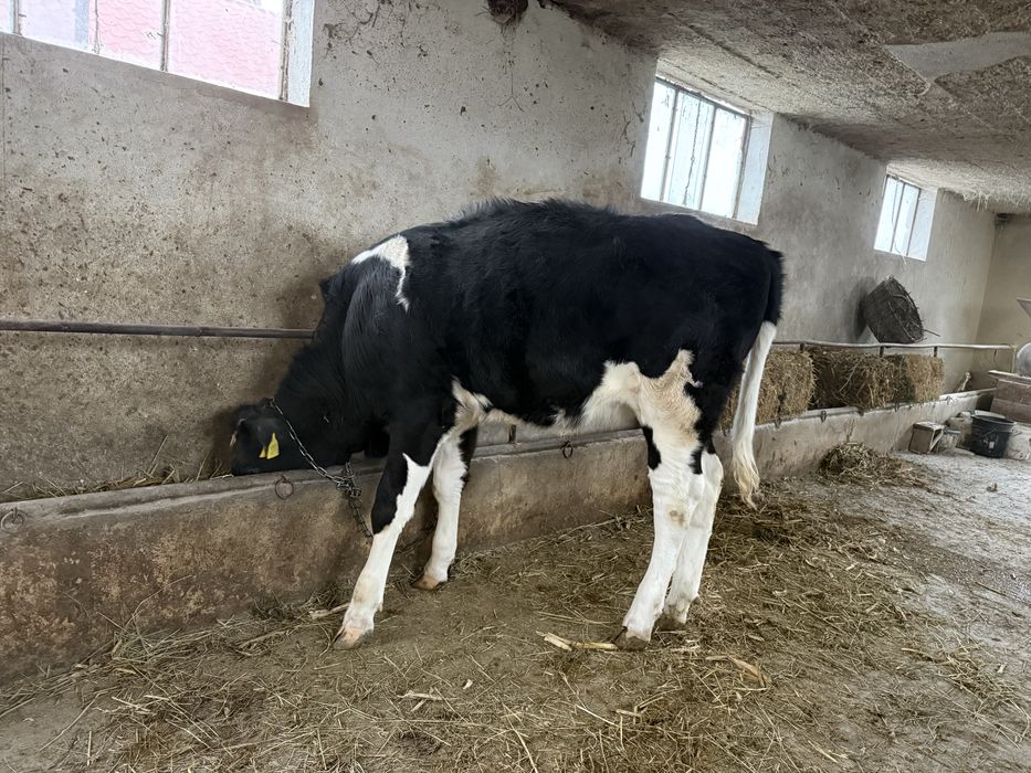Vand vitea Holstein