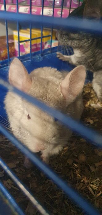 Шиншилла в продаже