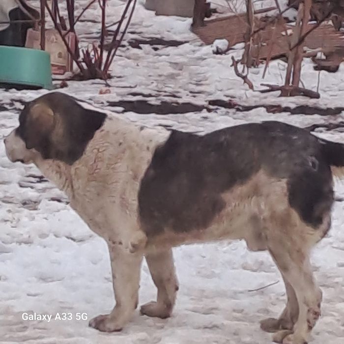 Собака, Алабай кабель