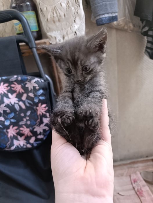 Отдам котят в добрые руки