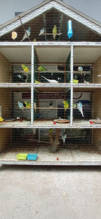 Bodibildingchi ayol va erkak porno