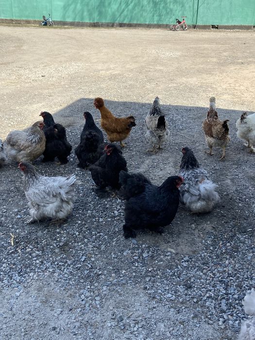 Куры и петухи брама