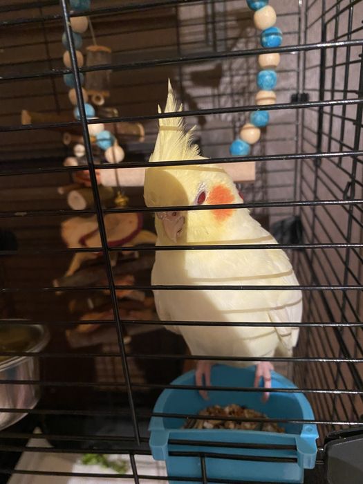 Продам молодого попугая