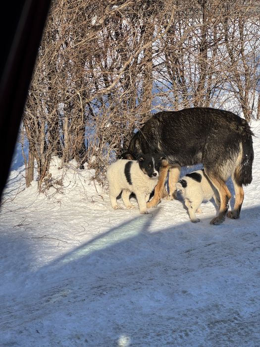 Щенки бесплатно