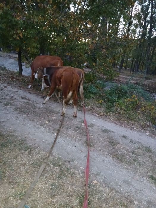 vițea și vițel  din rasă  bălțată