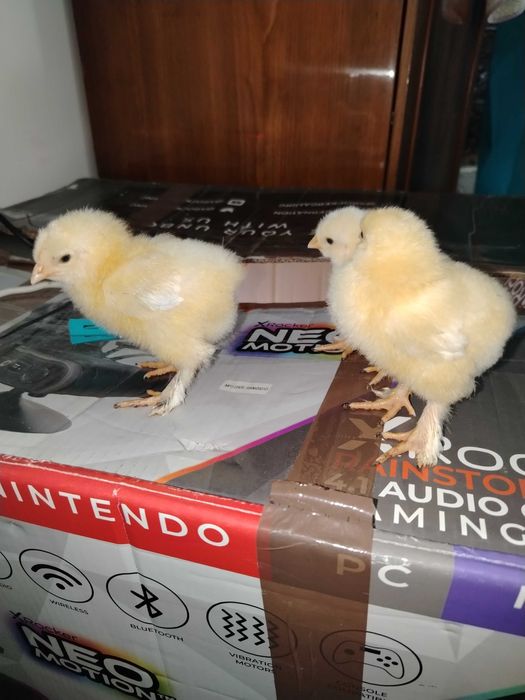 Pui de găină Brahma herminat deschis.