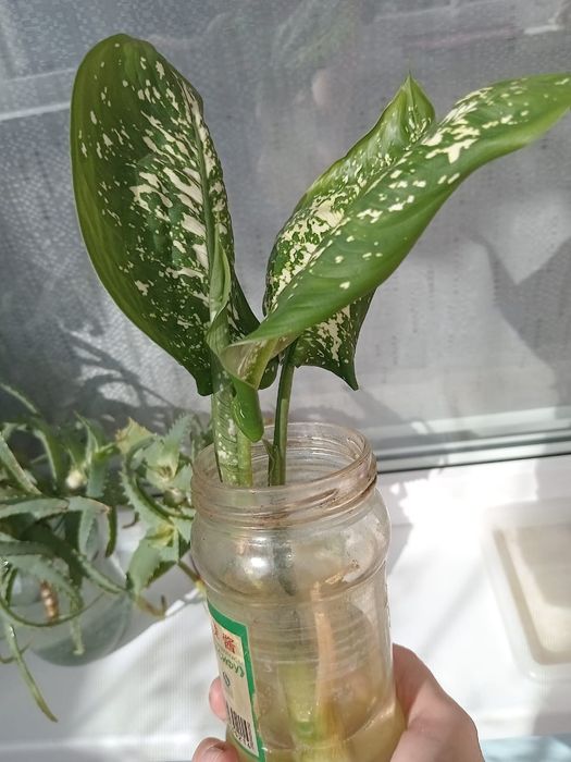 Продам отростки цветов