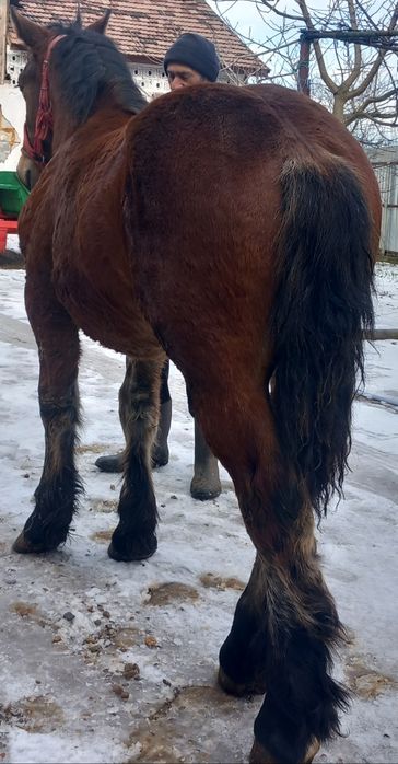 Vând mânz  de 7 luni