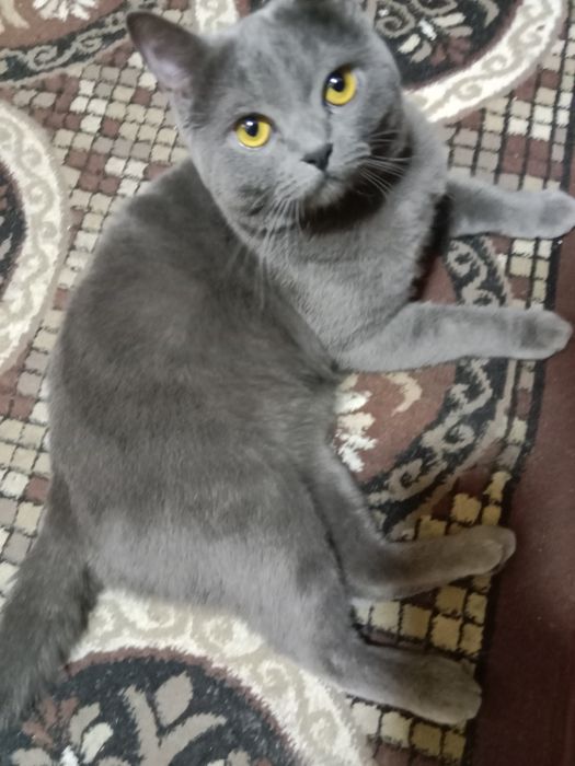 Вязка кошек мальчик