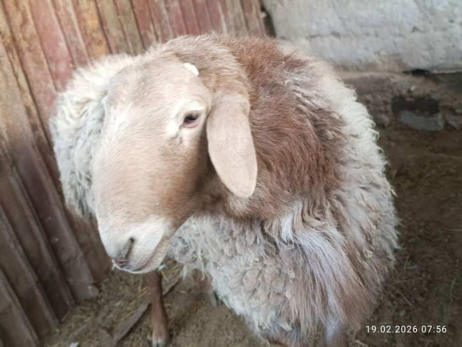 Кошкара продаммм