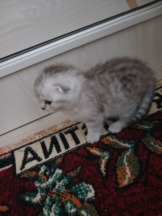 Parodniy Mushuk bolasi 2ta