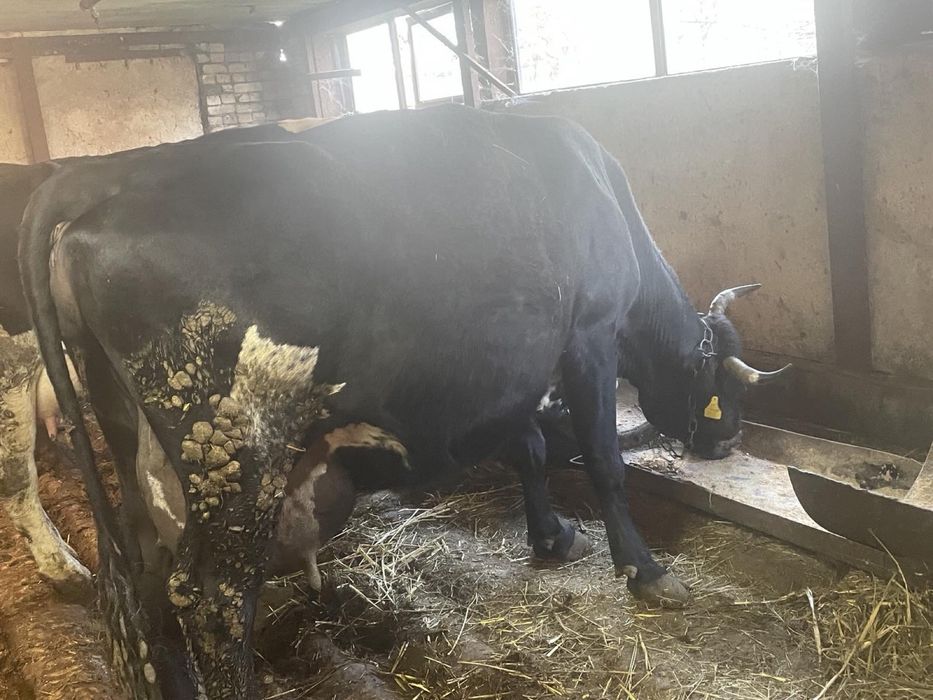 Продавам крави и телета Перник.          .