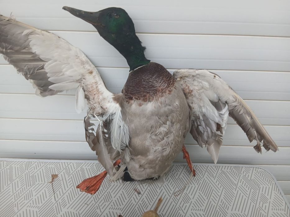 Păsări  împăiate