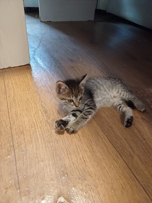 Кішкентай марғау, котёнок