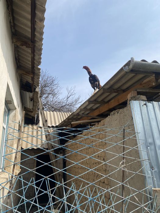Дакан кораз петух