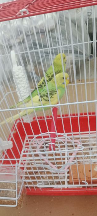 Продам попугайчики