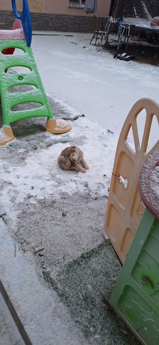 Catelusi metisi huskey dog german