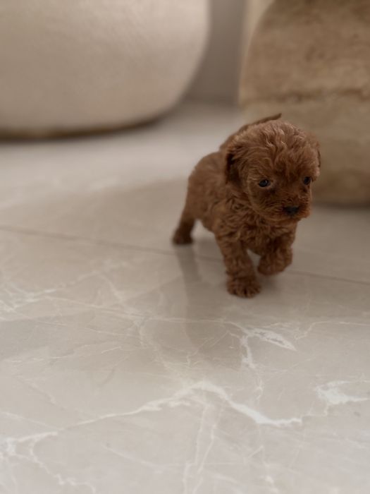 Пудел Той/Poodle Toy