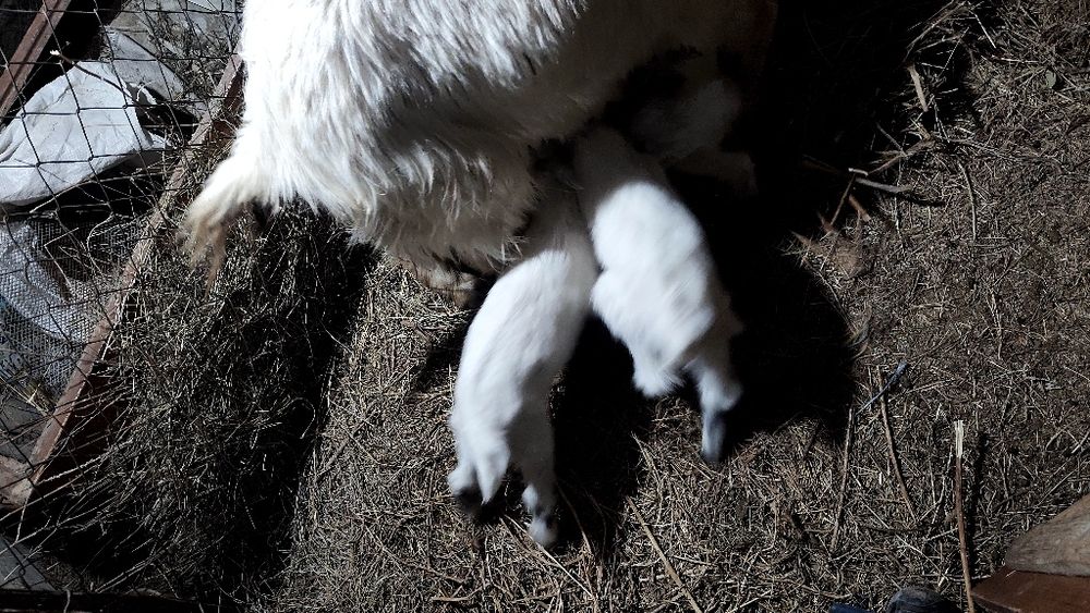 Лактар акпан айында туылган