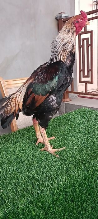 Dakan xoroz sotiladi